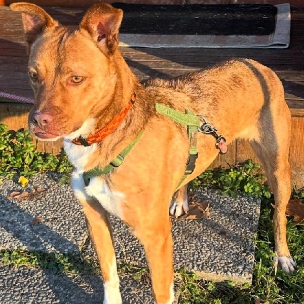 Lucky Occhi Di Giada